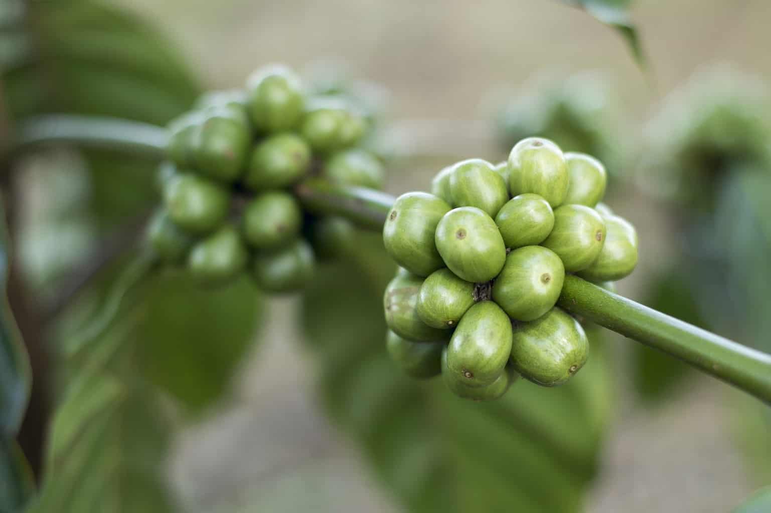 green coffee beans on the tree