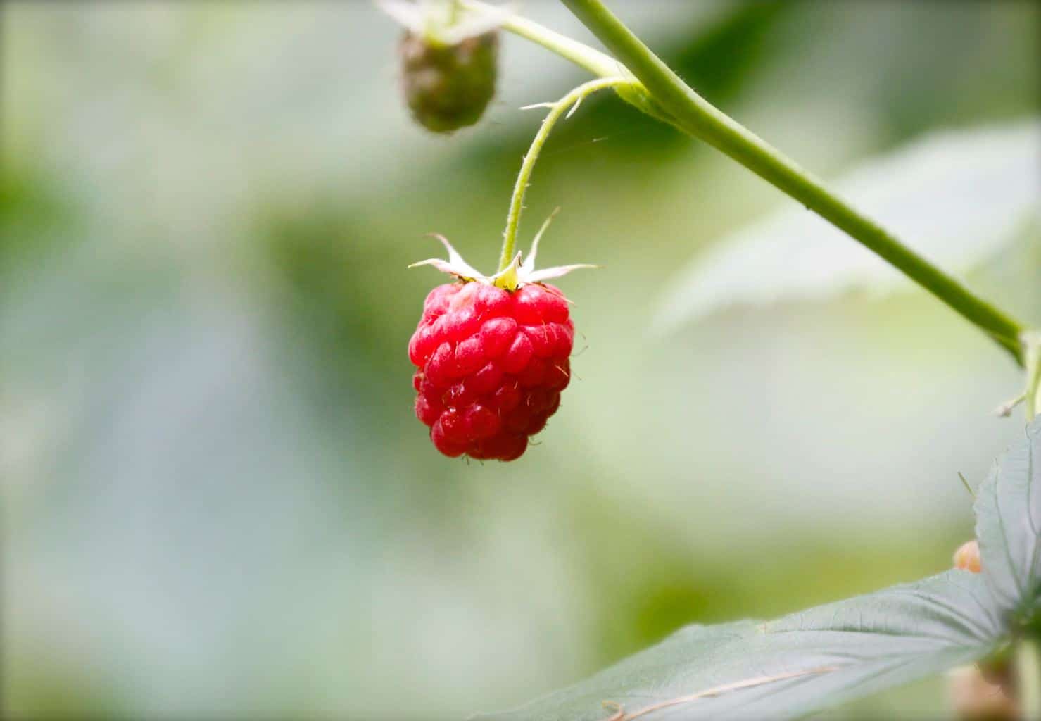 image of a red raspberry