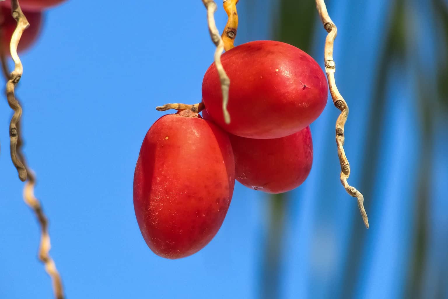 What Makes Date Palm A Superfood for Weight Loss